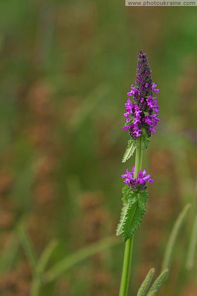 Kamiani Mohyly Reserve. Flora Donetsk Region Ukraine photos