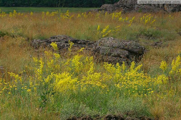 Kamiani Mohyly Reserve. Flora Donetsk Region Ukraine photos