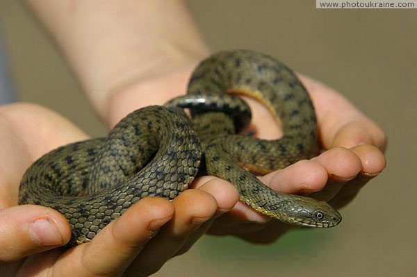 Kamiani Mohyly Reserve. Tame skunk Donetsk Region Ukraine photos