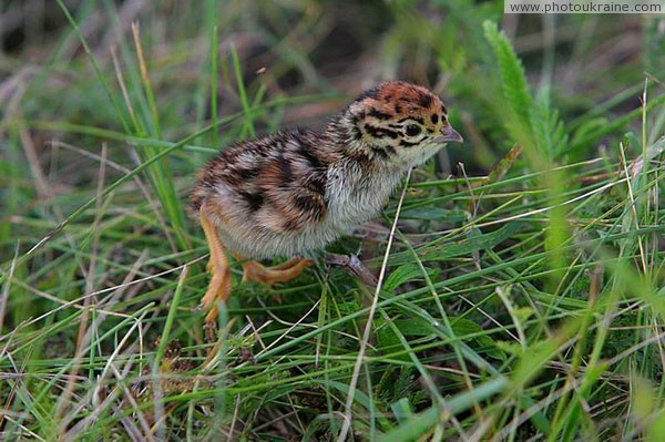 Kamiani Mohyly Reserve. Lost? Donetsk Region Ukraine photos