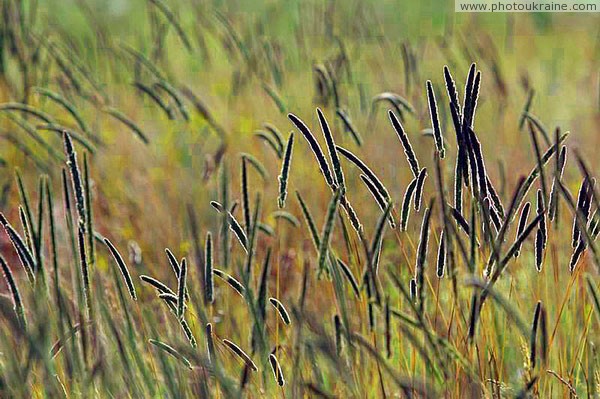 Kamiani Mohyly Reserve. Flora Donetsk Region Ukraine photos