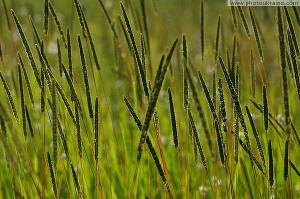 Kamiani Mohyly Reserve. Flora Donetsk Region Ukraine photos