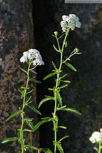 Kamiani Mohyly Reserve. Flora Donetsk Region Ukraine photos