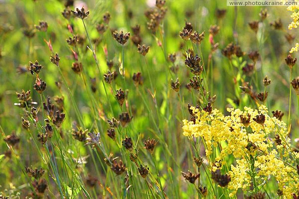 Kamiani Mohyly Reserve. Flora Donetsk Region Ukraine photos