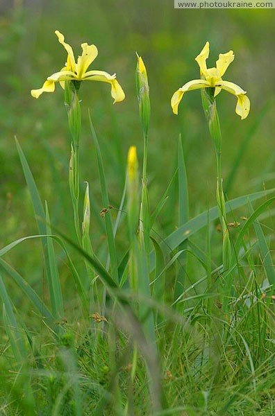 Kamiani Mohyly Reserve. Flora Donetsk Region Ukraine photos