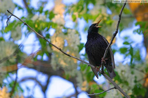 Kamiani Mohyly Reserve. Shouted Donetsk Region Ukraine photos