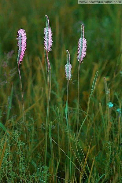 Kamiani Mohyly Reserve. Flora Donetsk Region Ukraine photos