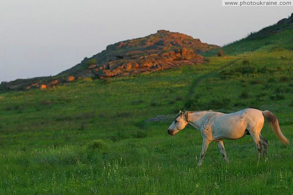 Kamiani Mohyly Reserve. Reserve horse Donetsk Region Ukraine photos