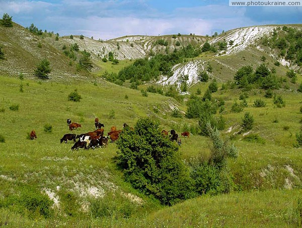 Kreidiana Flora Reserve. Chalk slopes of ravines Donetsk Region Ukraine photos