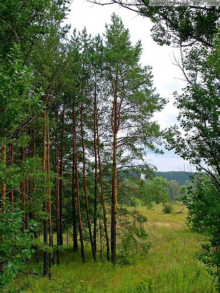 Парк Святые Горы. На правом берегу Северского Донца Донецкая область Фото Украины