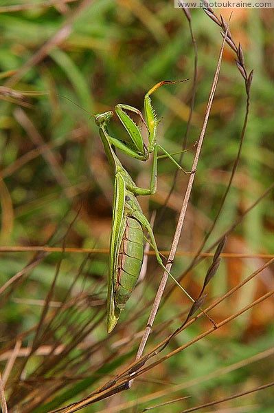 Park Sviati Gory. There's even insect  praying mantis Donetsk Region Ukraine photos