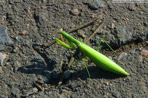 Park Sviati Gory. Small parks livestock Donetsk Region Ukraine photos