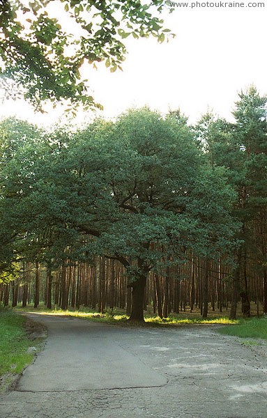 Park Sviati Gory. In upland terrace park Donetsk Region Ukraine photos