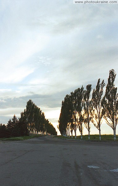 Savur-Mohyla. Poplar alley Donetsk Region Ukraine photos