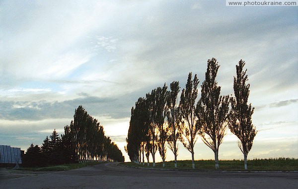 Savur-Mohyla. Set in avenue of Lombardy poplars Donetsk Region Ukraine photos