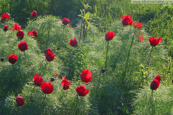 Starolaspa. Steppe peonies Donetsk Region Ukraine photos