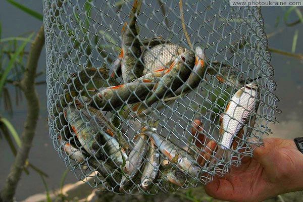 Starolaspa. Uncomplicated catch Donetsk Region Ukraine photos