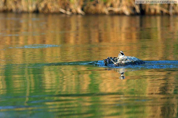 Starolaspa. On island Donetsk Region Ukraine photos