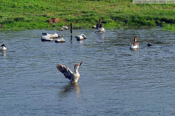 Starolaspa. Boss river Donetsk Region Ukraine photos