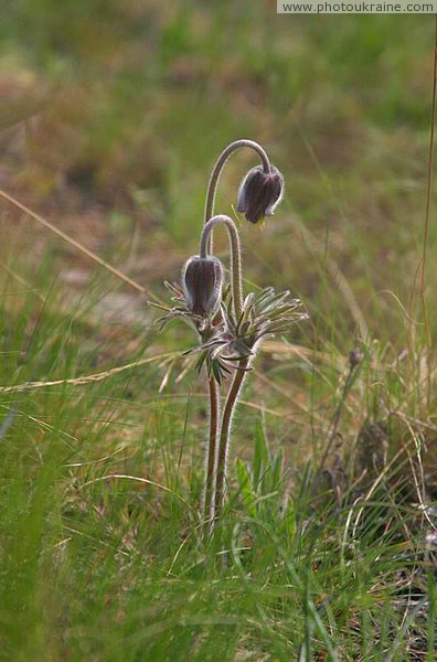 Starolaspa. Steppe vegetation Donetsk Region Ukraine photos