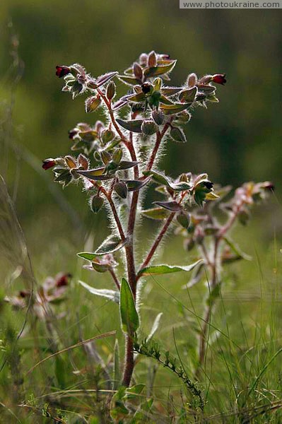 Starolaspa. Steppe vegetation Donetsk Region Ukraine photos