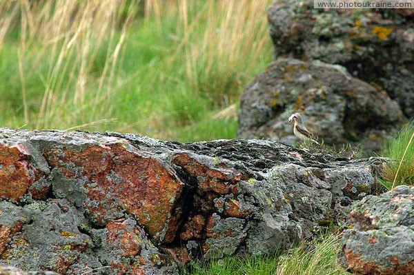 Starolaspa. With prey Donetsk Region Ukraine photos