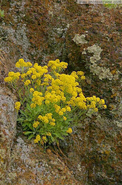 Starolaspa. Stone flowers Donetsk Region Ukraine photos