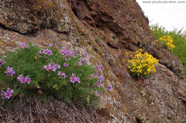 Starolaspa. Flowers and stones Donetsk Region Ukraine photos