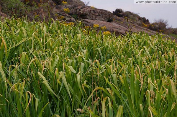 Starolaspa. Thickets Donetsk Region Ukraine photos