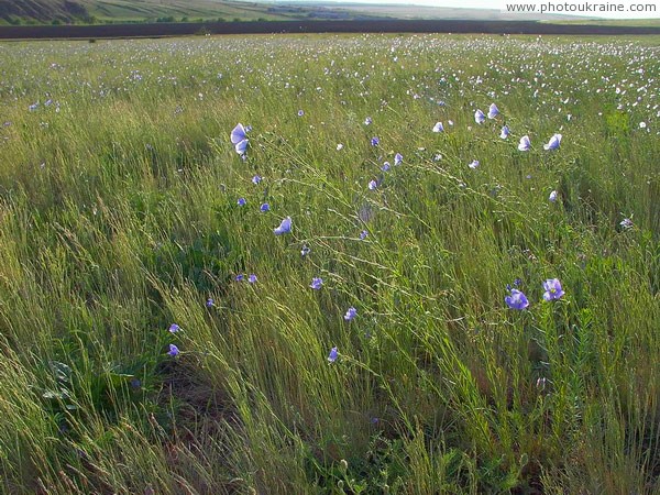 Telmanove. Steppe virgin Donetsk Region Ukraine photos