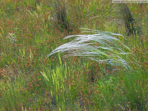 Telmanove. Lone feather Donetsk Region Ukraine photos