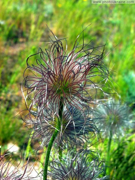 Telmanove. Steppe imp Donetsk Region Ukraine photos