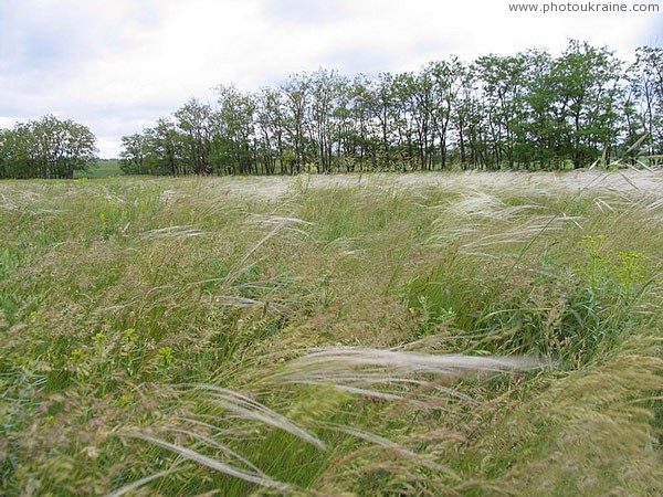 Donbas feather Donetsk Region Ukraine photos