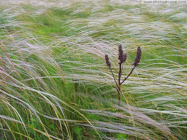 Wormed in feather Donetsk Region Ukraine photos