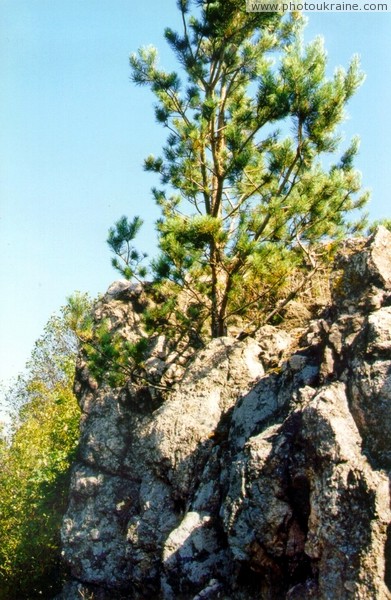 Vysokyi Kamin. Pine in pegmatite rock Zhytomyr Region Ukraine photos