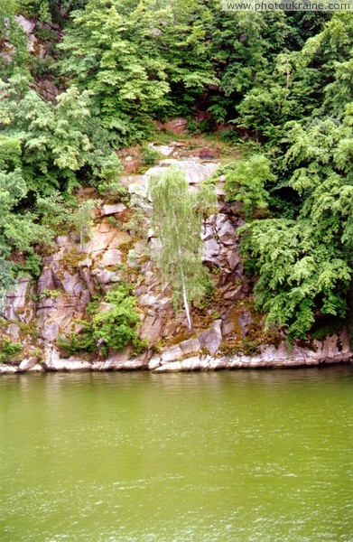 Zhytomyr. Young birch tree on granite shore Zhytomyr Region Ukraine photos