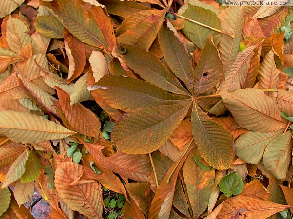 Житомир. Багряные каштановые листья Житомирская область Фото Украины