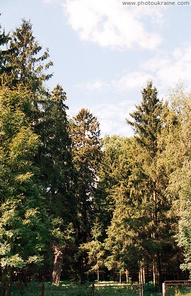 Ивница. Великаны Ивницкого парка Житомирская область Фото Украины