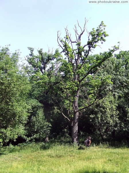 Kmytiv. Park tree-veteran Zhytomyr Region Ukraine photos