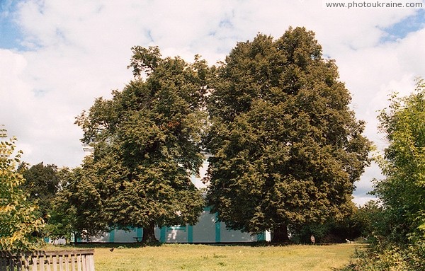 Lischyn. Catholic-church in the decoration of green Zhytomyr Region Ukraine photos