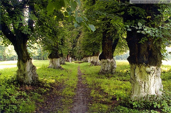 Nova Chortoryia. Avenue of old limes Zhytomyr Region Ukraine photos