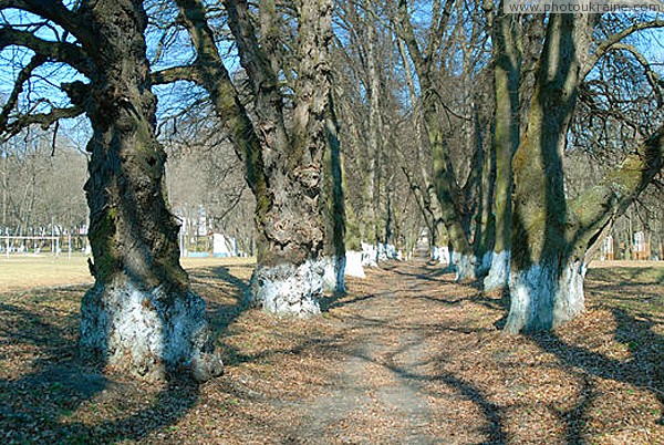 Nova Chortoryia. Linden alley Zhytomyr Region Ukraine photos