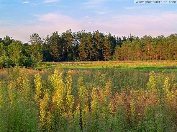 Poliskyi Reserve. Woodland forest edges Zhytomyr Region Ukraine photos