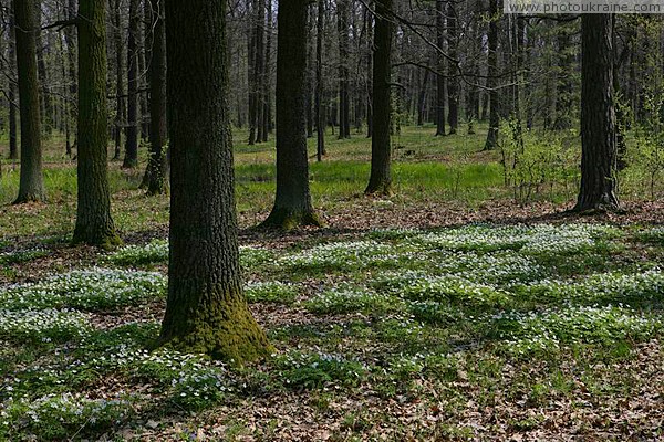 Poliskyi Reserve. Blooming Corner Polisia Zhytomyr Region Ukraine photos