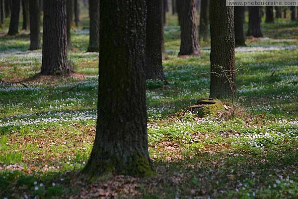 Poliskyi Reserve. And on sand flowers grow Zhytomyr Region Ukraine photos