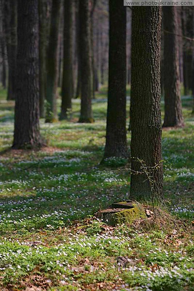 Poliskyi Reserve. Pine poles Zhytomyr Region Ukraine photos