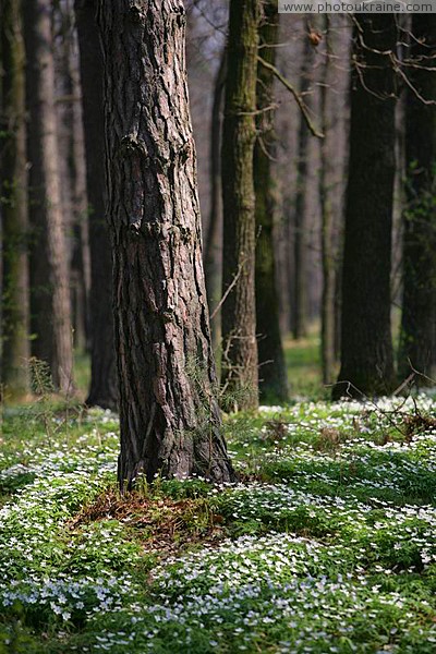 Poliskyi Reserve. Pine multicolored Zhytomyr Region Ukraine photos