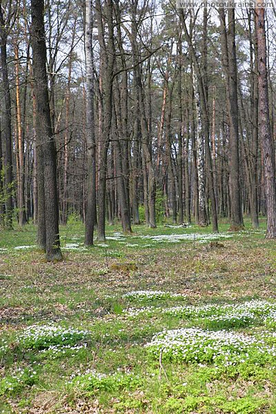 Поліський заповідник. Цвітучі лісові цятки Житомирська область Фото України