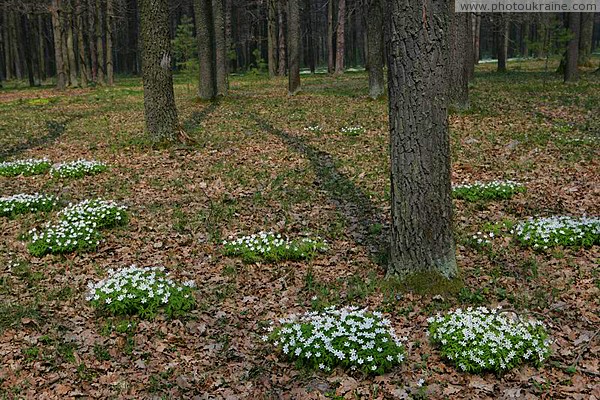 Poliskyi Reserve. Flowering islands Zhytomyr Region Ukraine photos