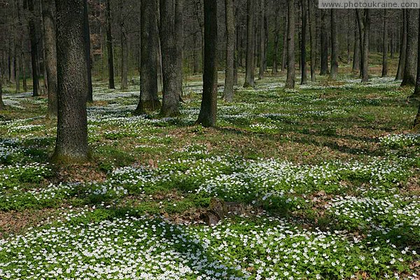 Poliskyi Reserve. Feast of forest flowers Zhytomyr Region Ukraine photos